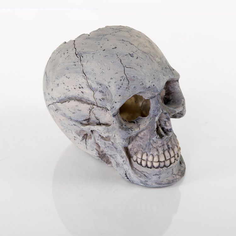 BioBubble Decorative Human Skull Large 6.25" x 3.5" x 5.5" 