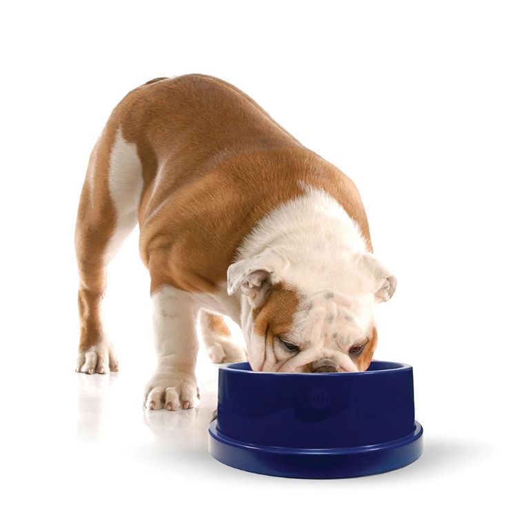 K&H Pet Products Pet Coolin' Bowl 96 ounces Blue 11.5" x 11.5" x 4"