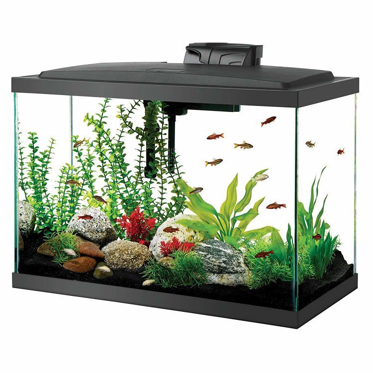 Aqueon 20 Gallon LED Aquarium Kit Black 24.2" x 12.5" x 19.5"