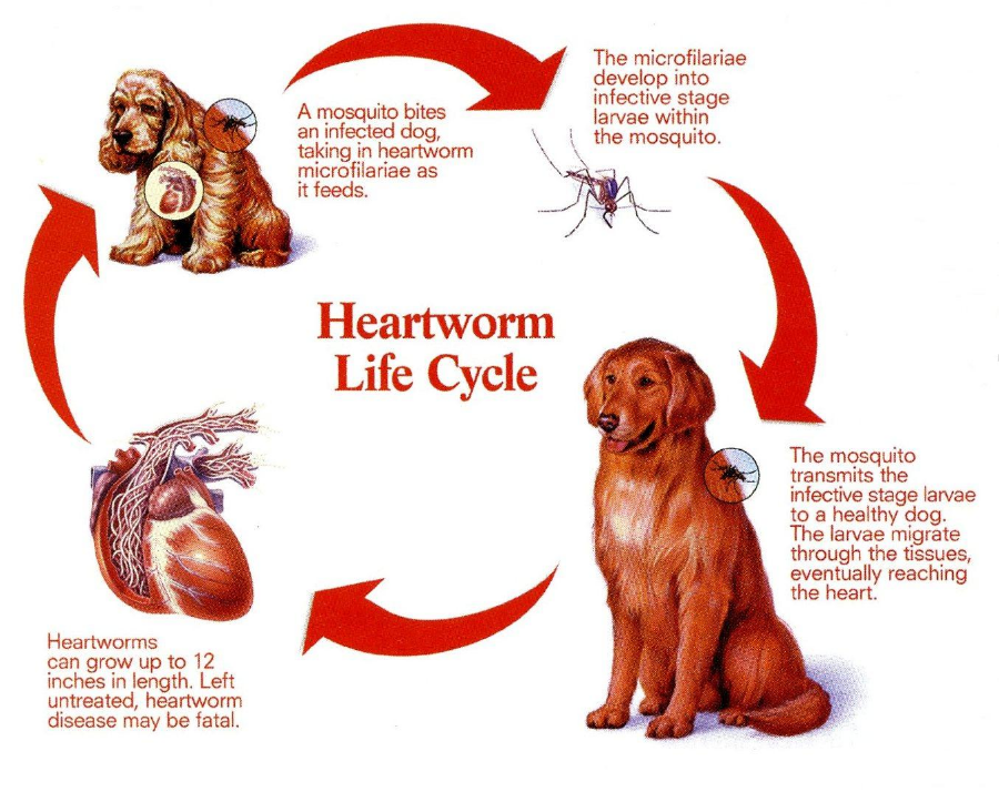 Top Tips To Prevent Heartworm Disease In Dogs
